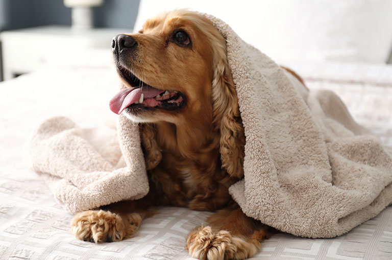 Boutique Hotels in Tucson La Posada Tucson