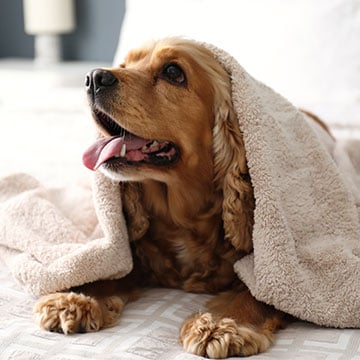 Is the La Posada Lodge & Casitas pet friendly?